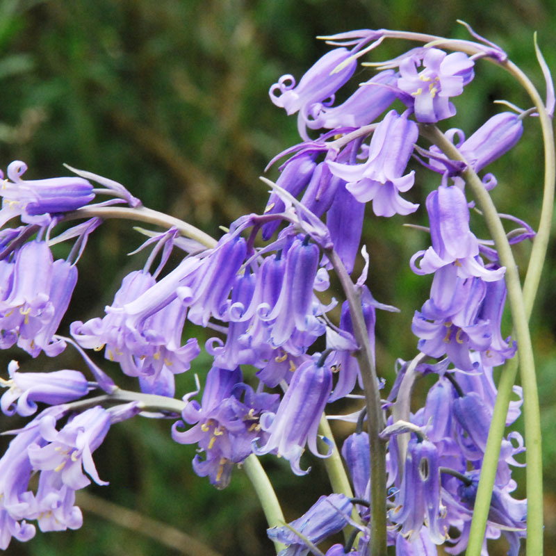 Blue Bell