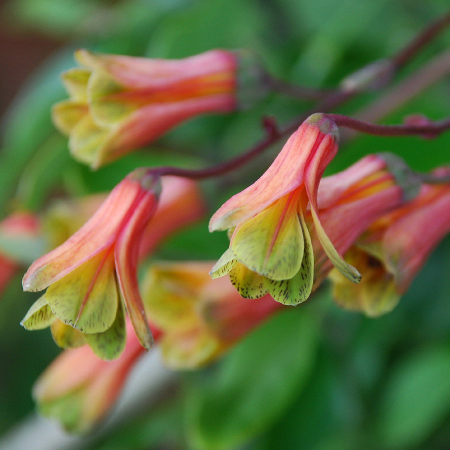 Bomarea Hirtella