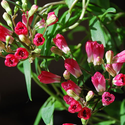 Bomarea Salsilla