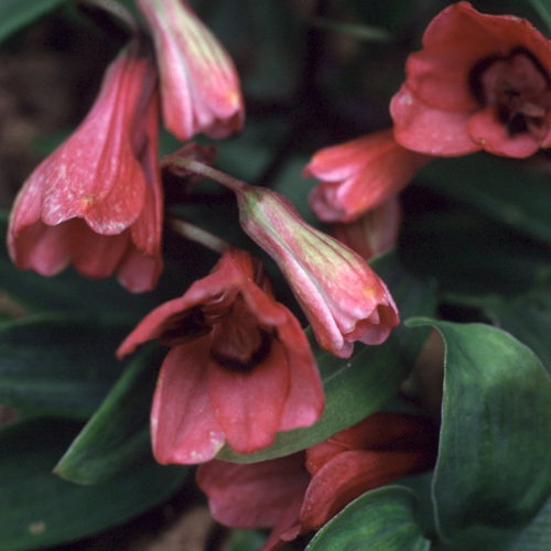 Bomarea Salsilla