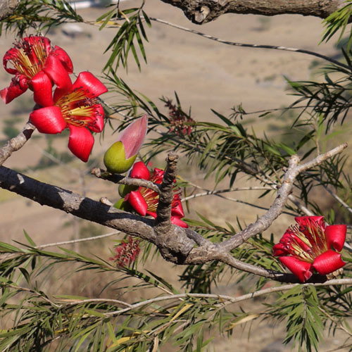 Ceiba Bombax
