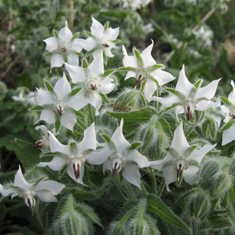 Squ Borago White Img