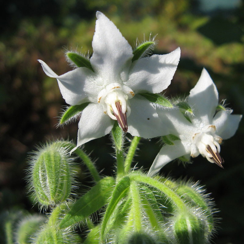 Squ Borago White