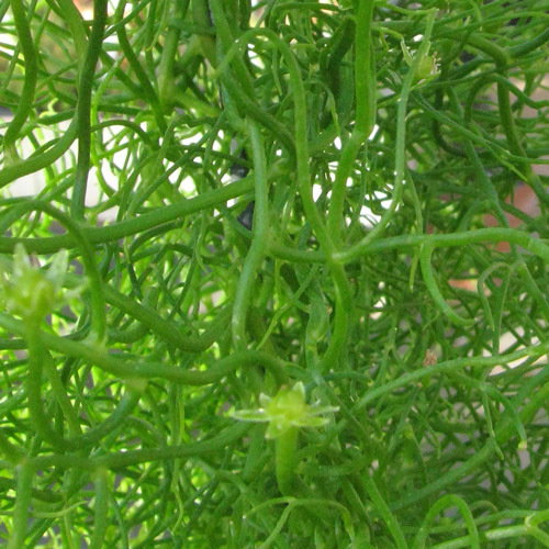 Bowiea Volubilis