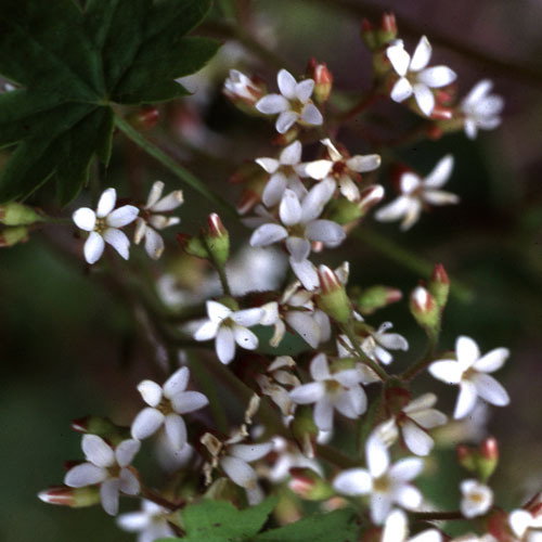 Boykinia Aconitifolia