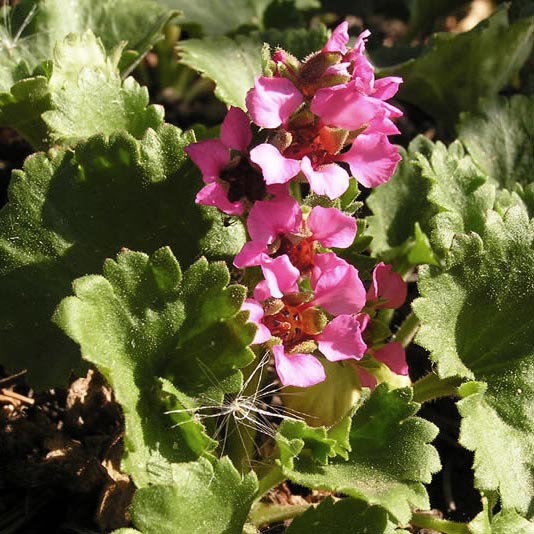 Boykinia Aka Telonix Jamesii