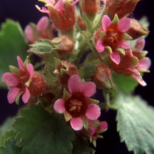Boykinia Jamesii