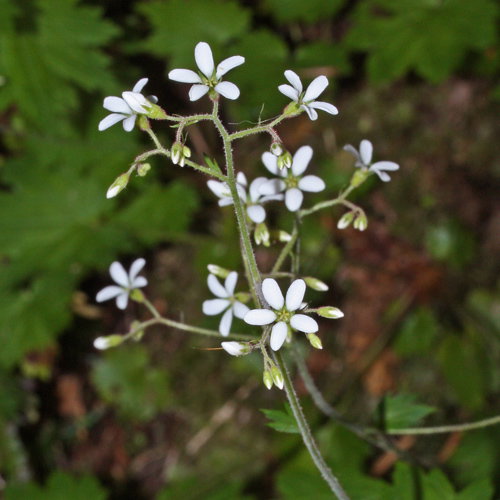 Boykinia Occidentalis