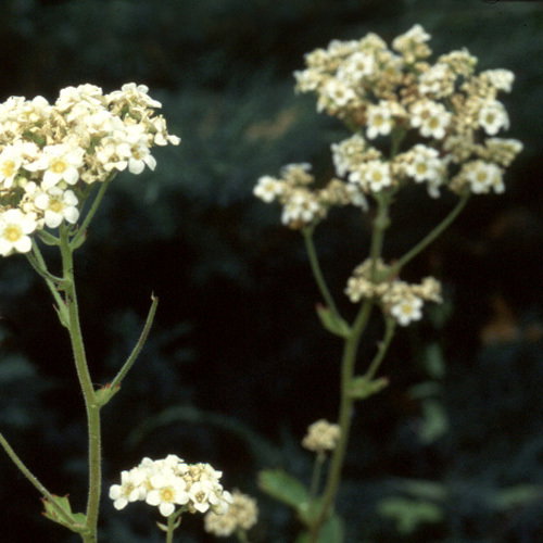Boykinia Rotundifolia