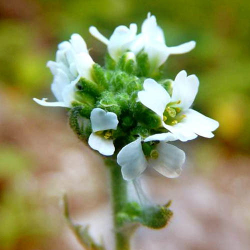 Braya Alpina