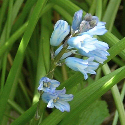 Brimeura Amethystina