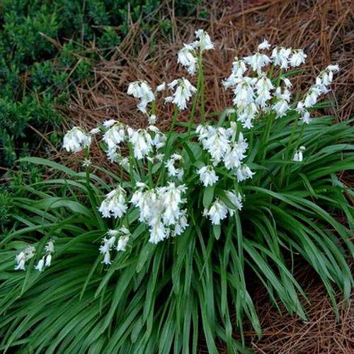Brimeura Amethystina Alba