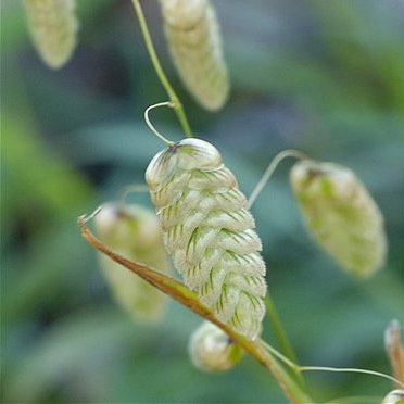 Briza Maxima