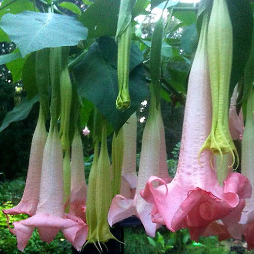 Brugmansia Ecuadorian Pink