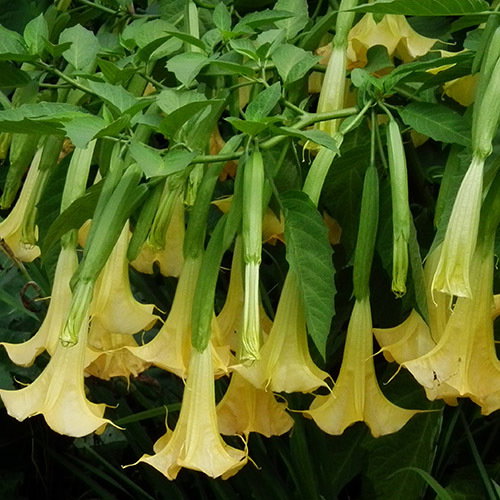 Brugmansia Yellow