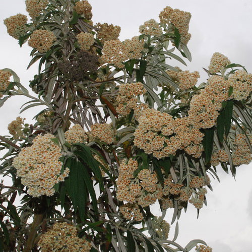 Buddleia Loricata