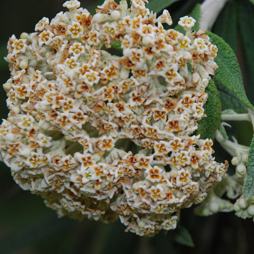 Buddleia Loricata