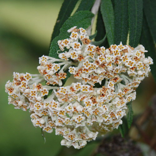 Buddleia Loricata