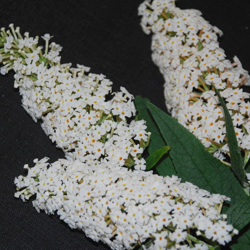 Buddleia Davidii Alba
