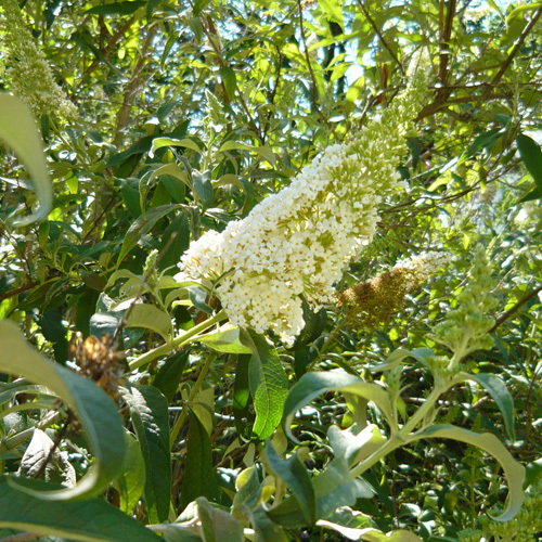 Buddleja Davidii Alba