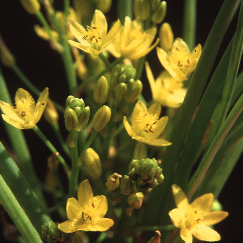 Bulbine Caulescens