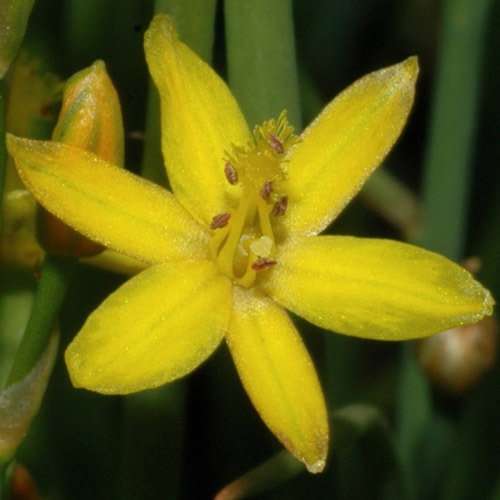 Bulbine Semibarbata