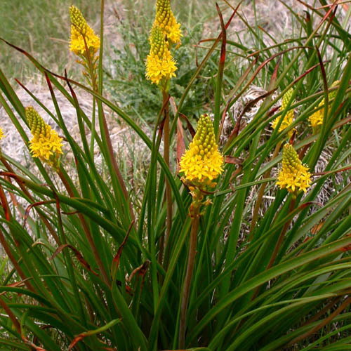 Bulbinella Angustifolia