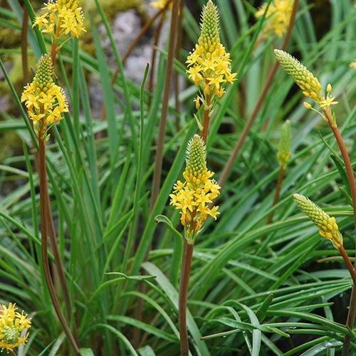Bulbinella Angustifolia