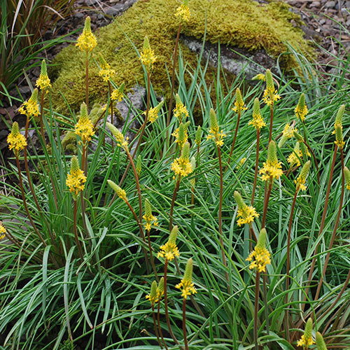 Bulbinella Angustifolia