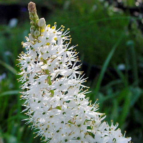 Bulbinella Cauda Felis