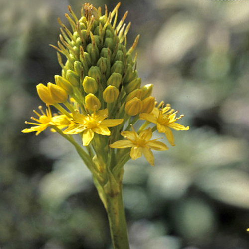 Bulbinella Gibbsii