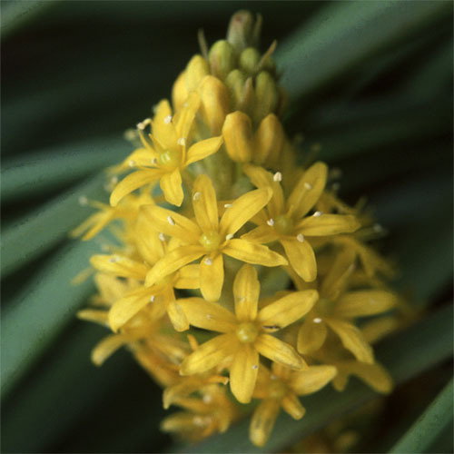 Bulbinella Hookeri