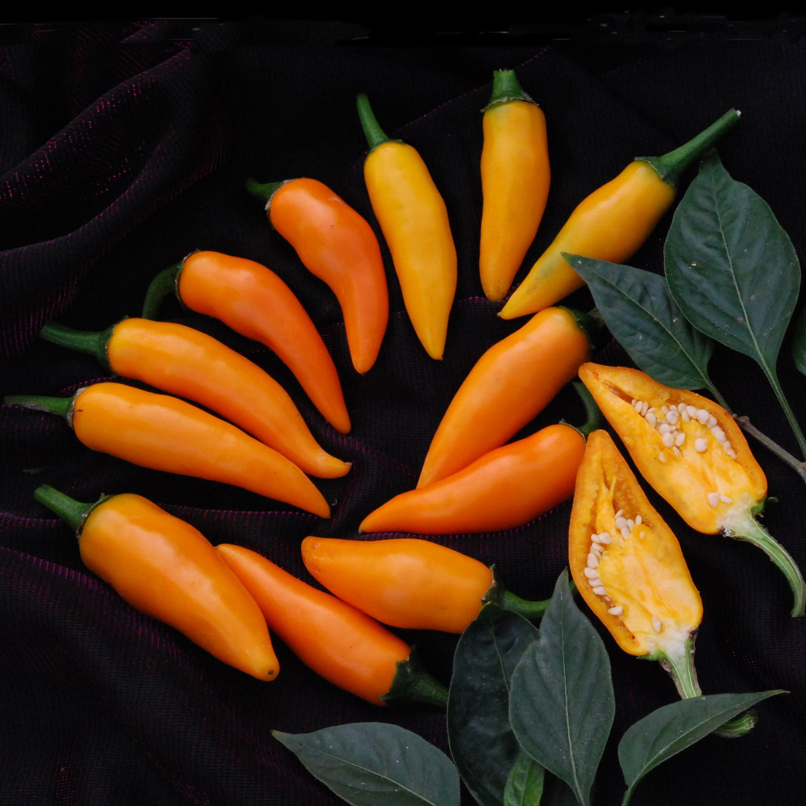 Bulgarian Carrot Pepper