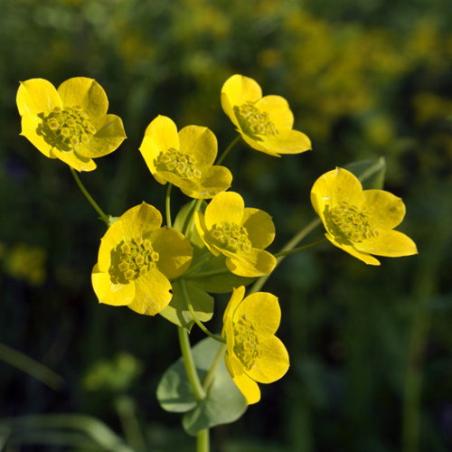 Bupleurum Aureum
