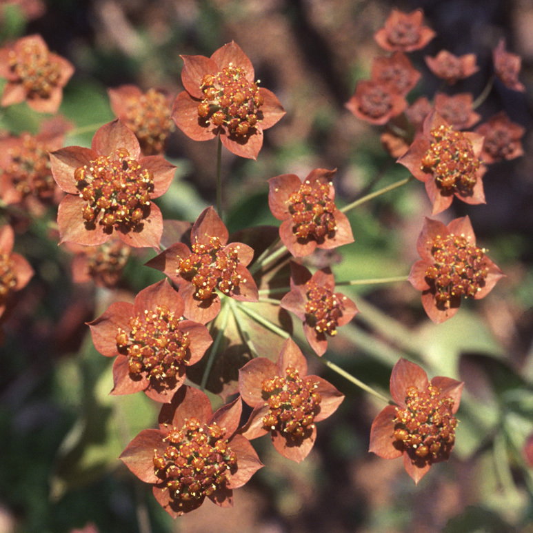Bupleurum Bronze Beauty A
