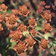 Bupleurum Bronze Beauty A