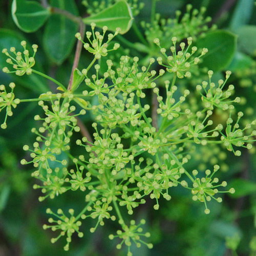 Bupleurum Fruticosum