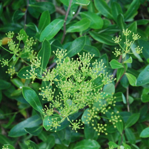 Bupleurum Fruiticosum