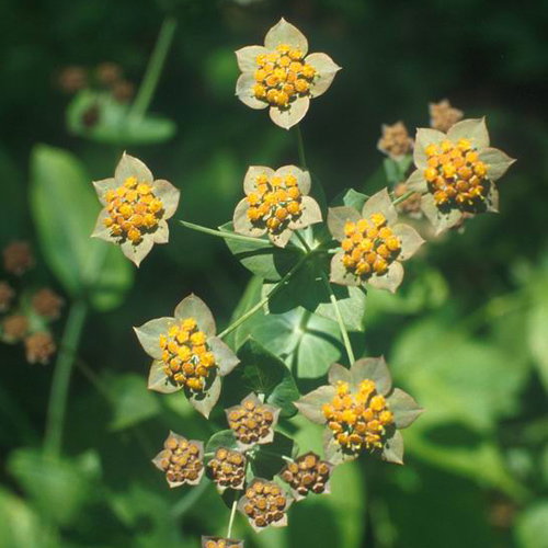Bupleurum Longifolium