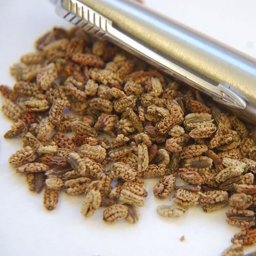Bupleurum Lophocarpum
