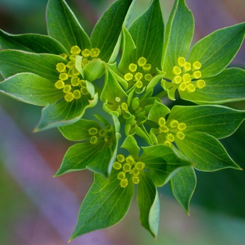Bupleurum Rotundifolium