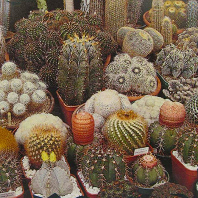 Cactus Mixed