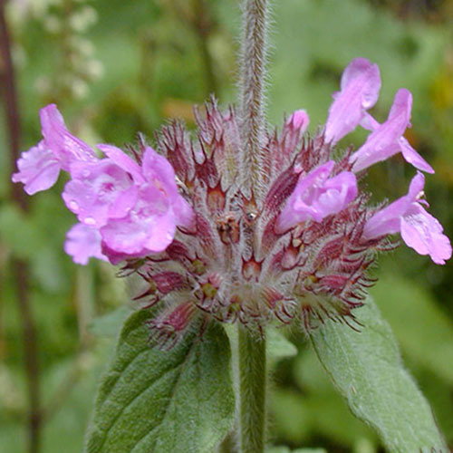 F Calamintha Clinopodium
