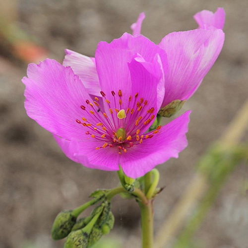Cistanthe Grandiflora