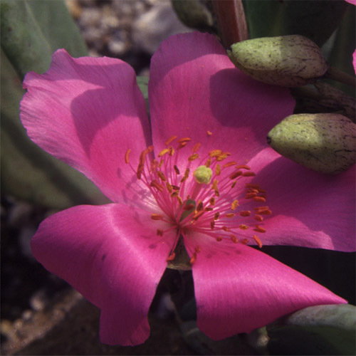 Calandrinia Grandiflora