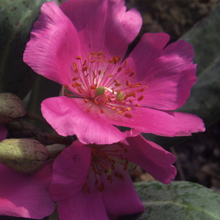 Calandrinia Grandiflora
