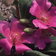 Calandrinia Grandiflora
