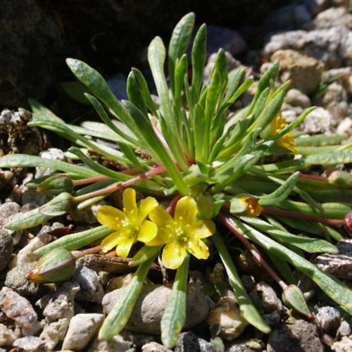 Calandrinia Ranunculina