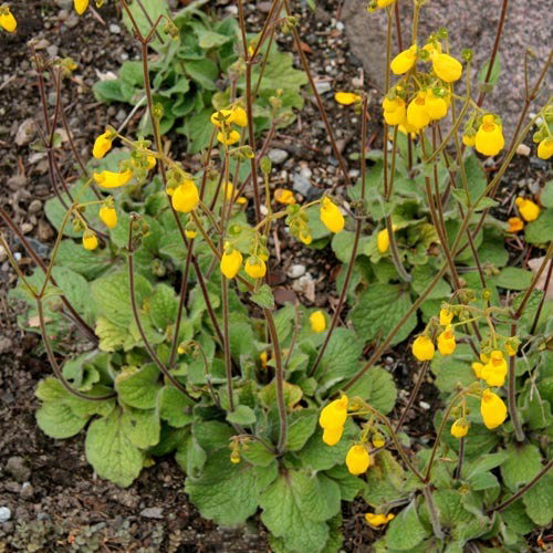 Calceolaria Andina