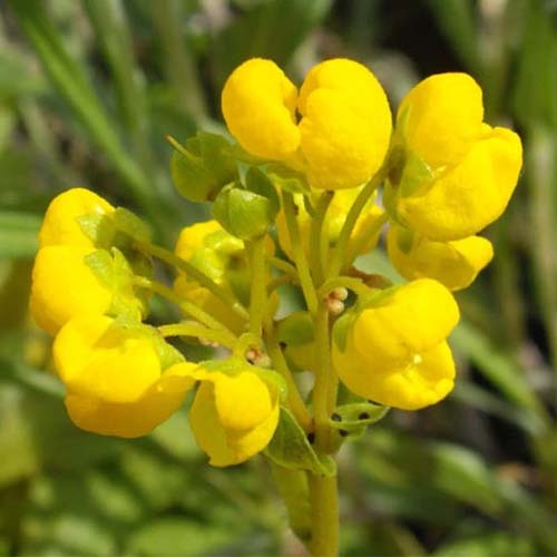 Calceolaria Corymbosa